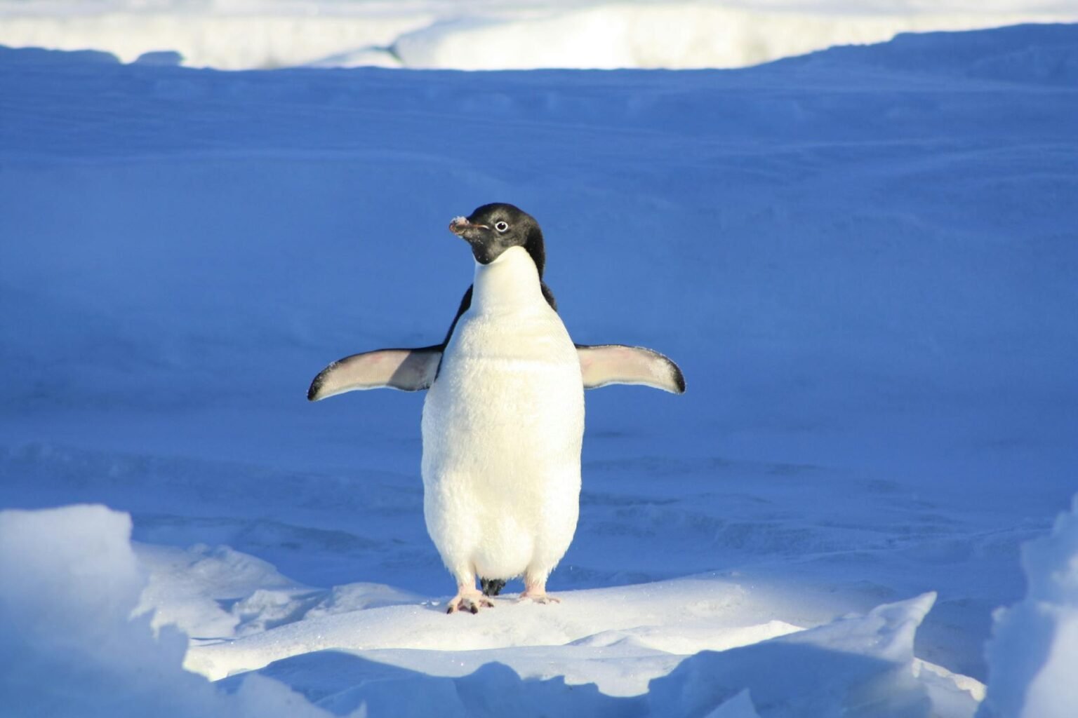 Stunning Top 10 Antarctica Cruises: Discover Best Wildlife and Penguin Watching