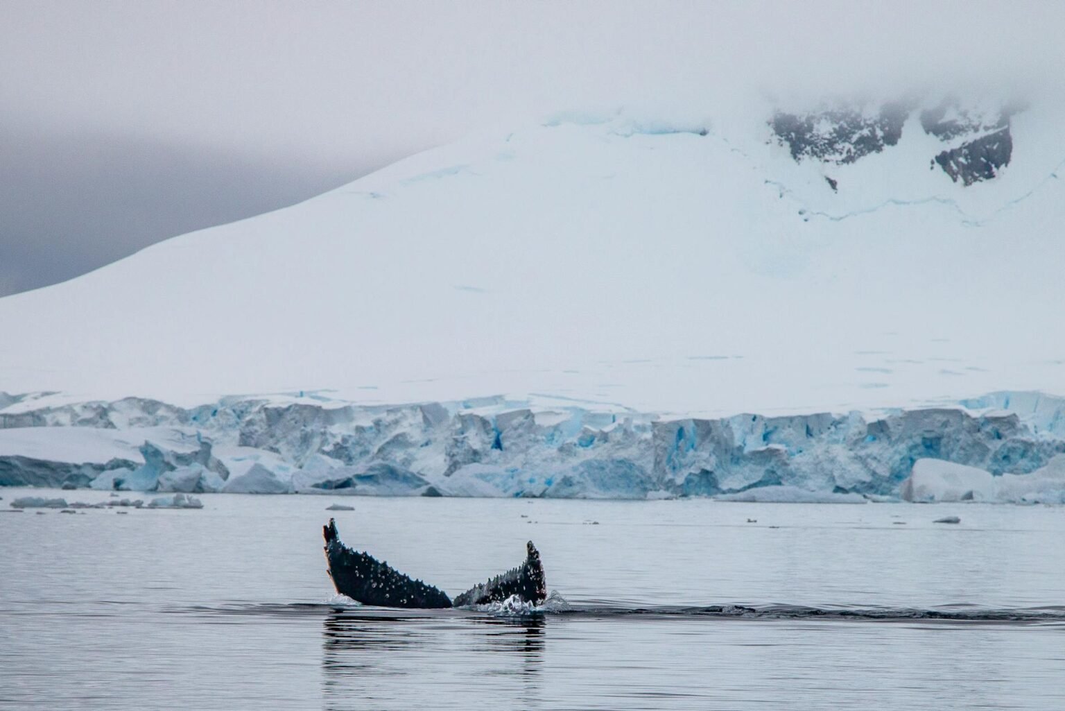 Best Antarctica Cruises: Top 10 Stunning Whale-Watching Adventures